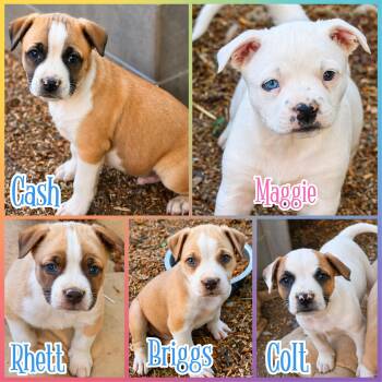American Staffordshire Terrier and Boxer Dogs Available for Adoption in Blacksburg, South Carolina - Cash & Siblings | PetCurious