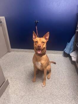 PUMPKIN -  Labrador Retriever and Mixed Breed Dog for Adoption in Pasadena, Texas - PUMPKIN | PetCurious