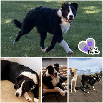 Socks -  Mixed Breed Dog for Adoption in Kenai, Alaska - Socks | PetCurious