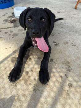 Walnut -  Labrador Retriever Dog for Adoption in Elkton, Maryland - Walnut | PetCurious