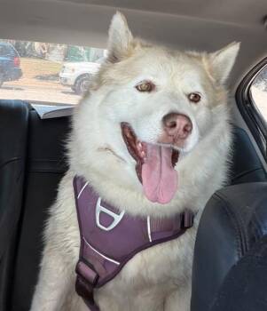 LYLA -  Siberian Husky Dog for Adoption in Camarillo, California - LYLA | PetCurious