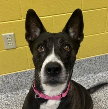Toffee -  Shepherd Dog for Adoption in Golden, Colorado - Toffee | PetCurious