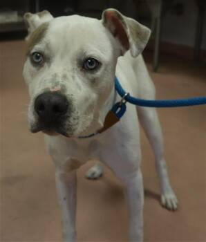 Mixed Breed Dogs Available for Adoption in Columbia, South Carolina - RADISH | PetCurious