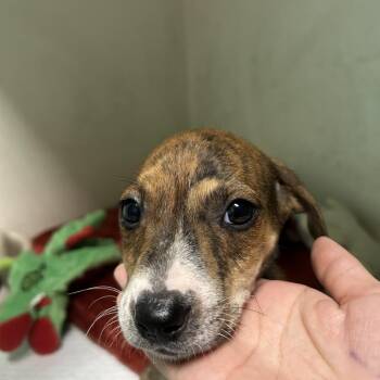 Brownie -  Mixed Breed Dog for Adoption in Guaynabo, Guaynabo - Brownie | PetCurious
