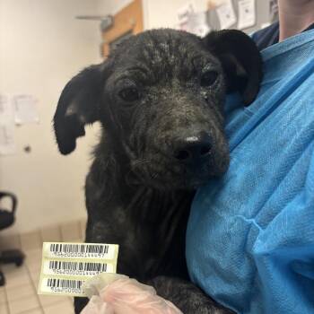 Pork Pie -  Mixed Breed Dog for Adoption in Charleston, West Virginia - Pork Pie | PetCurious