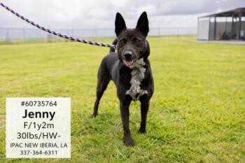 Jenny -  Mixed Breed Dog for Adoption in New Iberia, Louisiana - Jenny | PetCurious
