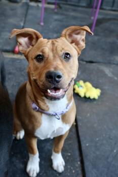Miss Mabel -  Cattle Dog and American Staffordshire Terrier Dog for Adoption in Tucson, Arizona - Miss Mabel | PetCurious