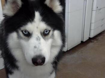 Mixed Breed Dogs Available for Adoption - FLAKI | PetCurious