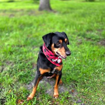 Rocco -  Mixed Breed Dog for Adoption in Port Charlotte, Florida - Rocco | PetCurious