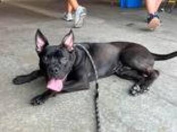 Pugsley -  French Bulldog Dog for Adoption in Newport, Kentucky - Pugsley | PetCurious