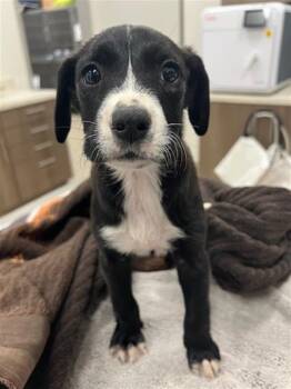 Labrador Retriever Dogs Available for Adoption in Baytown, Texas - CINDER | PetCurious