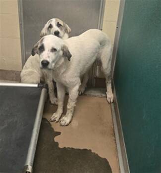 PRINCESS LAY-A -  Great Pyrenees and Mixed Breed Dog Available for Adoption in Texas City, Texas - PRINCESS LAY-A | PetCurious