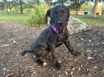 Spirit -  Labrador Retriever Dog for Adoption in Pflugerville, Texas - Spirit | PetCurious