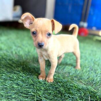 Emmie -  Chihuahua Dog for Adoption in Escondido, California - Emmie | PetCurious