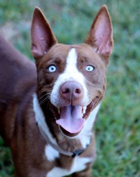 Susie (AO37415) -  Australian Cattle Dog Blue Heeler Dog for Adoption in Kansas City, Kansas - Susie (AO37415) | PetCurious