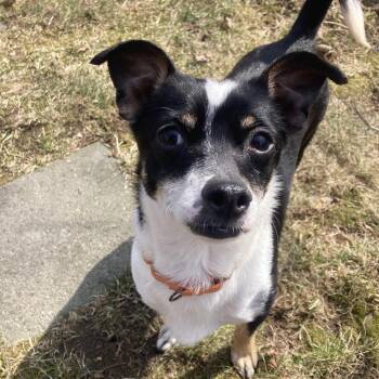 Pinky -  Chihuahua and Mixed Breed Dog for Adoption in Providence, Rhode Island - Pinky | PetCurious