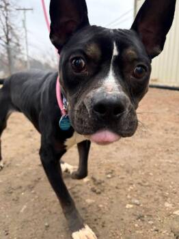 Boxer and Terrier Dogs Available for Adoption - Ozzy | PetCurious
