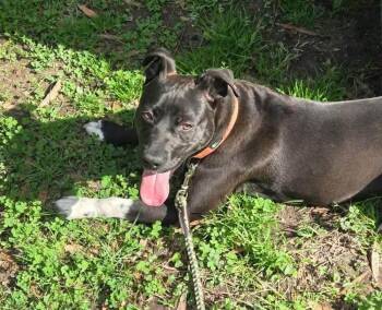 American Staffordshire Terrier Dogs Available for Adoption - Ozzy | PetCurious