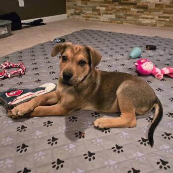 Labrador Retriever and German Shepherd Dog Dogs Available for Adoption in Normal, Illinois - Falcon | PetCurious