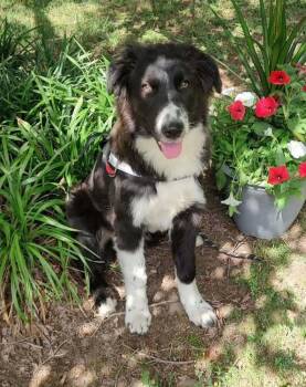 Australian Shepherd Dogs Available for Adoption in Ontario, California - Wyatt #5229 | PetCurious