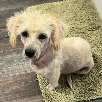 Rescue Glen Of Imaal Terrier Dogs for Adoption in Marana, Arizona - CHER | PetCurious