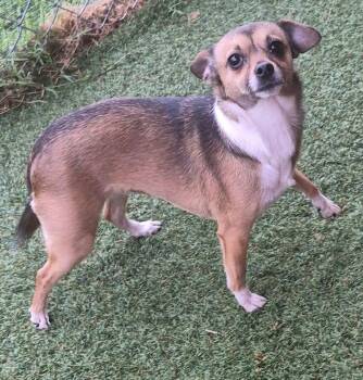 Chihuahua Dogs Available for Adoption in Carrollton, Texas - Evie | PetCurious