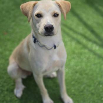 Watermelon -  Labrador Retriever and Mixed Breed Dog for Adoption in Blairstown, New Jersey - Watermelon | PetCurious