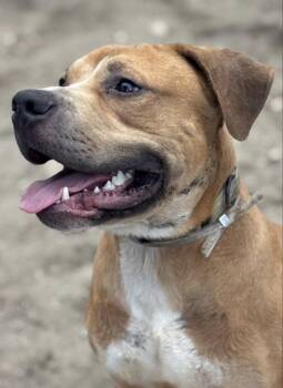 Hogan -  Terrier Dog for Adoption in Peconic, New York - Hogan | PetCurious