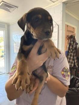 Parmesan -  Mixed Breed Dog for Adoption in Georgetown, South Carolina - Parmesan | PetCurious