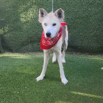 Siberian Husky Dogs Available for Adoption in Oak Point, Texas - Alaska | PetCurious