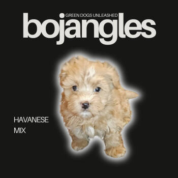 Rescue Havanese Dogs for Adoption in Troy, Virginia - Bojangles | PetCurious