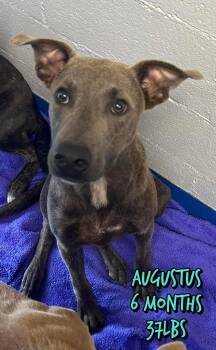 AUGUSTUS -  Mixed Breed Dog for Adoption in Holbrook, New York - AUGUSTUS | PetCurious