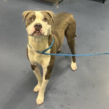 Carl -  Pit Bull Terrier Dog for Adoption in Greensboro, North Carolina - Carl | PetCurious
