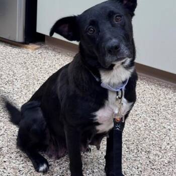 Liberty -  Black Labrador Retriever Dog for Adoption in Hackensack, Minnesota - Liberty | PetCurious