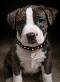 American Bully Dogs Available for Adoption in Farmington, Missouri - BERT | PetCurious