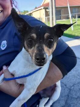 Chihuahua and Mixed Breed Dogs Available for Adoption in Fort Lauderdale, Florida - PEANUT | PetCurious
