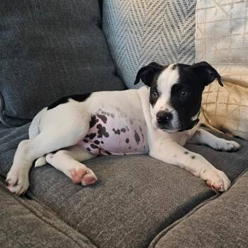 American Bully Dogs Available for Adoption - Nosey | PetCurious