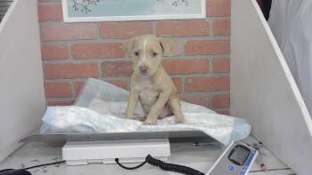 A2086387 -  Staffordshire Bull Terrier and Mixed Breed Dog for Adoption in Houston, Texas - A2086387 | PetCurious