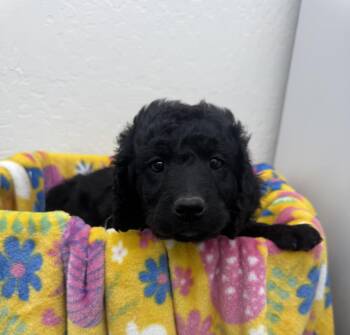 Poodle Dogs Available for Adoption in Sonora, California - Venus | PetCurious