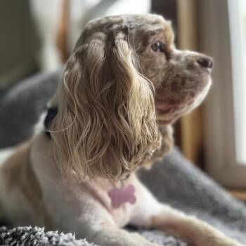 Pippie -  Cocker Spaniel and Mixed Breed Dog for Adoption in Madison, Wisconsin - Pippie | PetCurious