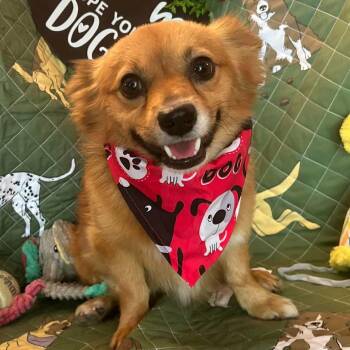 Bear -  Pomeranian and Corgi Dog for Adoption in Boerne, Texas - Bear | PetCurious
