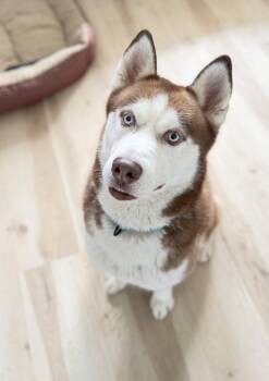 Rescue Siberian Husky Dogs for Adoption in La Motte, Iowa - Atlas | PetCurious