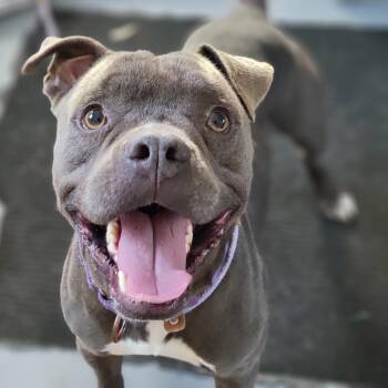 Mixed Breed Dogs Available for Adoption in Sarasota, Florida - Fizz | PetCurious