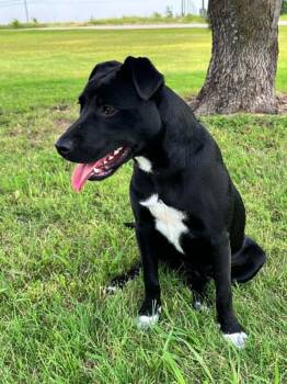 Nyx -  Labrador Retriever Dog for Adoption in Cleburne, Texas - Nyx | PetCurious