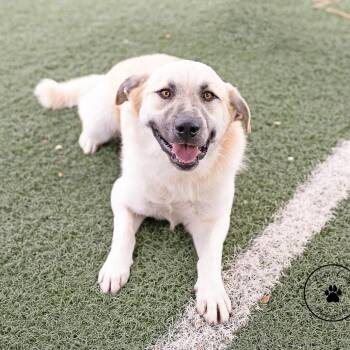 Ziggy -  Anatolian Shepherd and Mixed Breed Dog for Adoption in Portland, Oregon - Ziggy | PetCurious