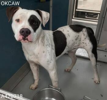 American Bulldog and Mixed Breed Dogs Available for Adoption - SPOTTY | PetCurious