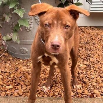 WOLVERINE-30178 -  Shepherd and Mixed Breed Dog for Adoption in Memphis, Tennessee - WOLVERINE-30178 | PetCurious