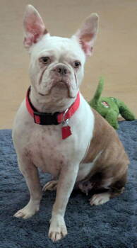 Rescue English Bulldog and Boston Terrier Dogs for Adoption in Scottsdale, Arizona - Jazzy | PetCurious