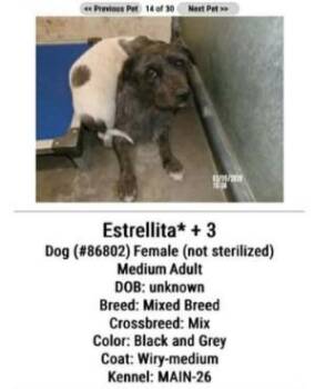 Terrier Dogs Available for Adoption in Millcreek, Utah - Lita | PetCurious