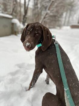 Retta -  German Shorthaired Pointer Dog for Adoption in Alexandria, Virginia - Retta | PetCurious